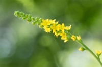 AGRIMONY